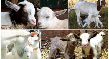 Kdy je lepší odebrat koze kůzlata, než krmit mláďata a jak vychovat